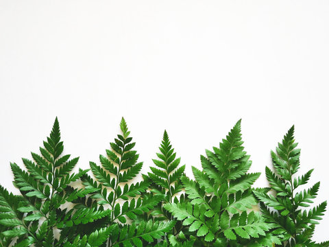 Green fern leaves on white background. Flat lay. Nature concept.