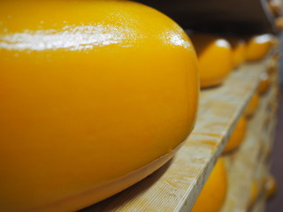 Gouda  