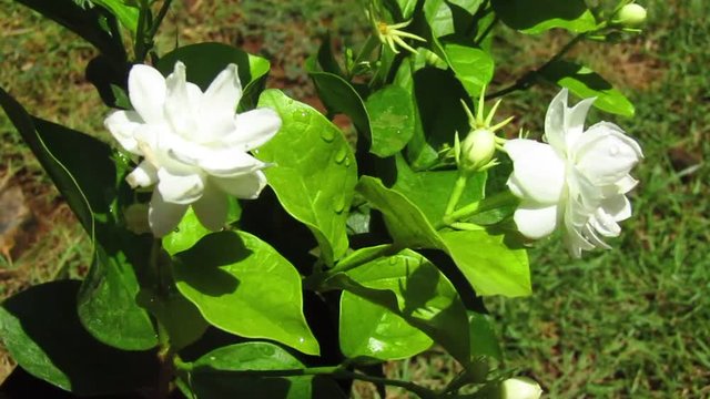  Jasminum sambac flowers
