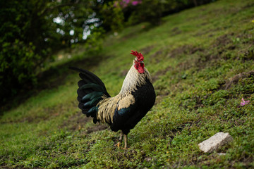 A rooster walking through its lands showing its crest. Photograph taken at the Palace of Crystal in Porto (Portugal).