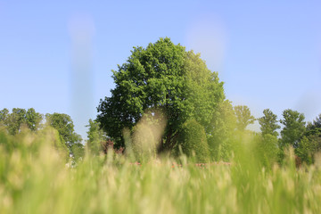 Obraz premium Green Grass on Park Lawn Field on Sunny Warm Summer Day, Low Angle Selective Focus View. Nature Outdoor Park Panorama with Green Field of Grass, andTrees on Background, Nature Background Scene.