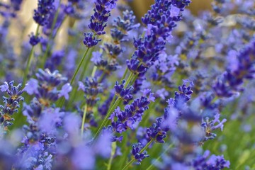 Tenderness of lavender fields. Lavenders background. Soft focus. DOF. Selective focus. 