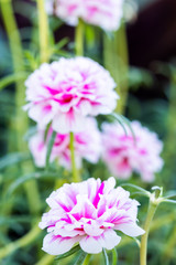 moss rose or purslane blooming in garden