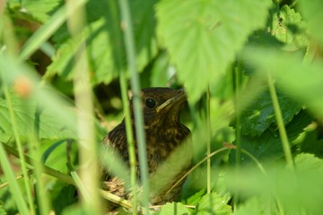 Amsel versteckt im Baum