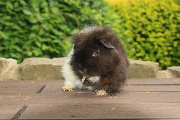 Two color longhair guinea pig