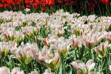 Rolgordijnen zonder boren Tulip Flowers Blooming White Garden Bed Close Up View. Beautiful Group of  Soft Bright Tulips on Sunny Garden Field Flowerbed. Nature Background of Spring Season with Natural Vibrant Tulip Flowers. © onajourney