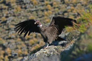 Condor