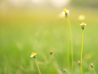 Yellow grass flowers in the lawn.