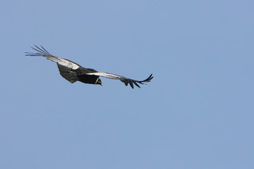 Condor