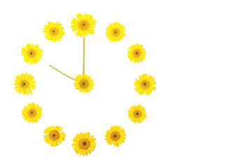 A flower clock from yellow chamomiles, showing the time of ten o'clock in the afternoon or night. Isolate, copyspace, Flatley