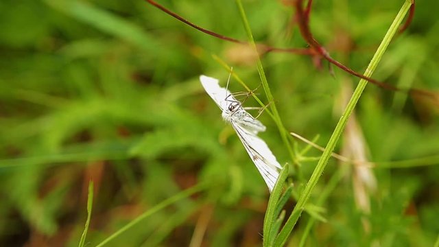 un papillon blanc dans les herbes s'envole