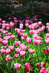 Tulip Flowers Garden Bed on Spring Season Morning Scene. Bright Soft Pink Tulips at Park Flower Bed Field Close Up. Nature Background with Fresh Tulip Bulbs and Natural Sunlight on Warm Sunny Day.