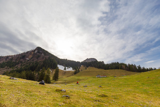 wild crocos in purple and white on famous Mountain Heuberg