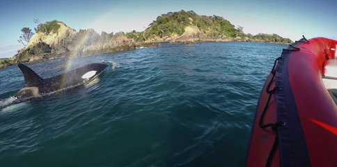 Abstract, blur, bokeh background, defocusing - image for the background. The boat moves alongside whale © afishman64