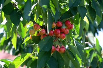  red cherries on the tree