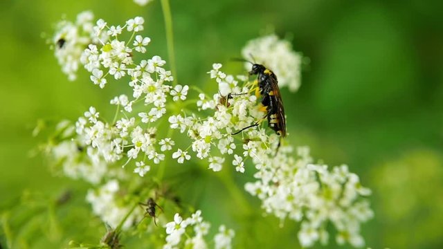 un insecte prend son envol