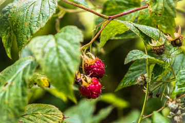 Himbeeren, süss, Sommer