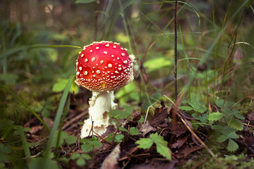 giftiger Fliegenpilz ( Amanita muscaria )  Herbst