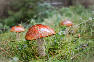 Pilz, Regen, Herbst