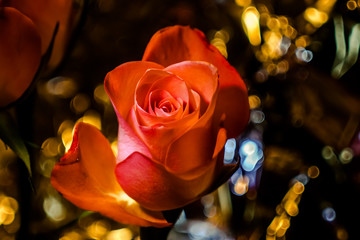 rote aufgeblühte Rose mit einem wunderschönem Bokeh