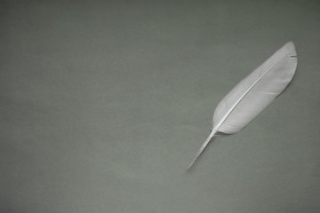 white feather on a gray background