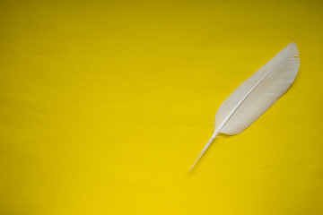 white feather on yellow background