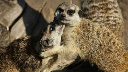 Suricato en Parque de la Naturaleza de Cabárceno, Cantabria, España