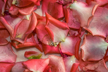 Photo of rose petals.