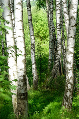 Obraz premium lato w słonecznym brzozowym lesie