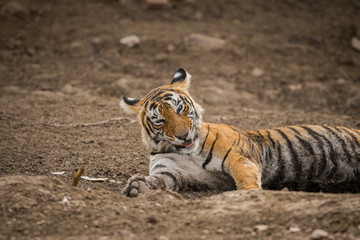A tigress giving rest to her body after having the sambar deer kill at Ranthmbore National Park