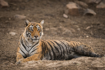 A silent beauty of Ranthambore National Park