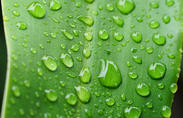 Close up water on the leaf       