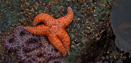 A group of starfish in a tide pool, Rialto Beach, Oregon, Pacific North West, USA