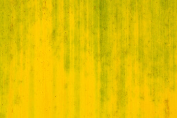 detail of old yellow banana leaves texture - background