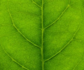 Fototapeta na wymiar detail of green leaves texture - background