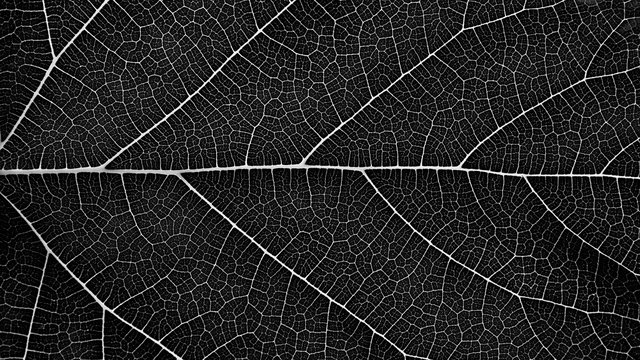 detail of black mulberry leaves texture - background