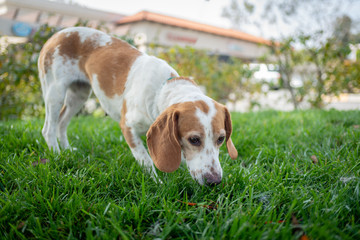 Brown and white beagle dog sniffing outside on a lawn. - obrazy, fototapety, plakaty