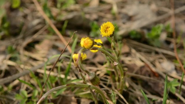 Coltsfoot Tussilago farfara yellow spring flowers. Medicinal plant, blossoming at the beginning of spring.