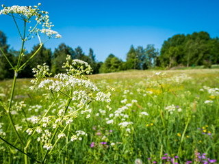 Field of wild chervil flowers. Typical summer outdoor in Sweden.