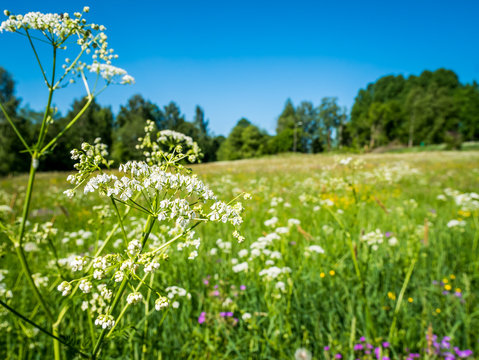 Field Of Wild Chervil Flowers. Typical Summer Outdoor In Sweden.