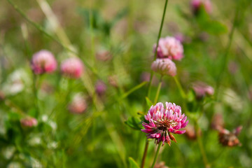 Pink clover flowers in the field. Summer Flower Background. Trifolium hybridum 