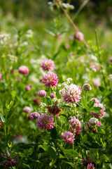 Pink clover flowers in the field. Summer Flower Background.
