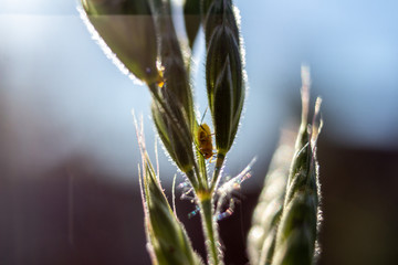 spike grass growing in a field