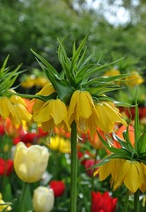 romantic flowers in garden