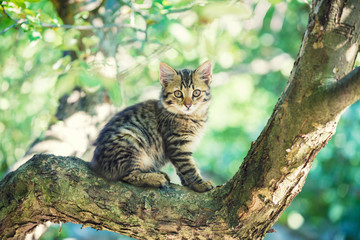 Cute little kitten sitting in a branch of a tree in a garden