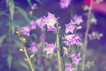 Fototapeta na wymiar Vintage harebell flowers in the garden