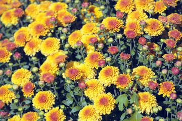 Fototapeta na wymiar Blossoming flowers in a garden. Natural floral background