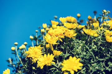 Blossoming yellow chrysanthemum flowers in a garden against blue sky. Floral background. 