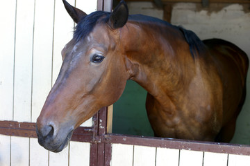 horse in the stall.