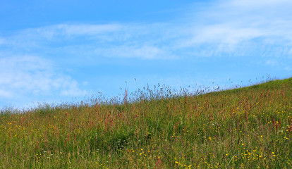 bright early summer hay meadow with tall natural grasses and wildflowers on a bright sunny morning with blue sky and clouds